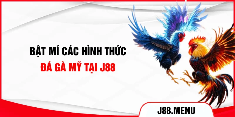 Bật mí các hình thức đá gà Mỹ tại J88