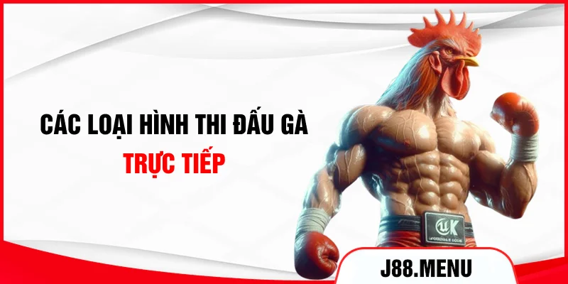 Các loại hình thi đấu gà trực tiếp