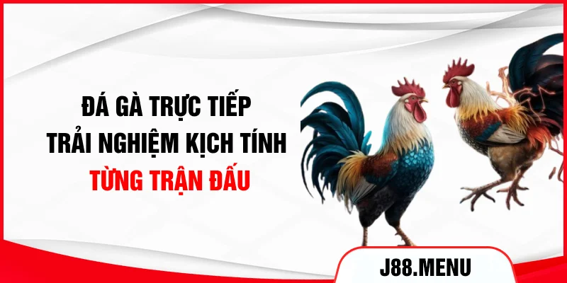 Đá Gà Trực Tiếp - Trải Nghiệm Kịch Tính Từng Trận Đấu