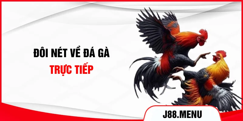 Đôi nét về đá gà trực tiếp