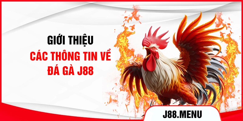 Giới thiệu các thông tin về đá gà J88
