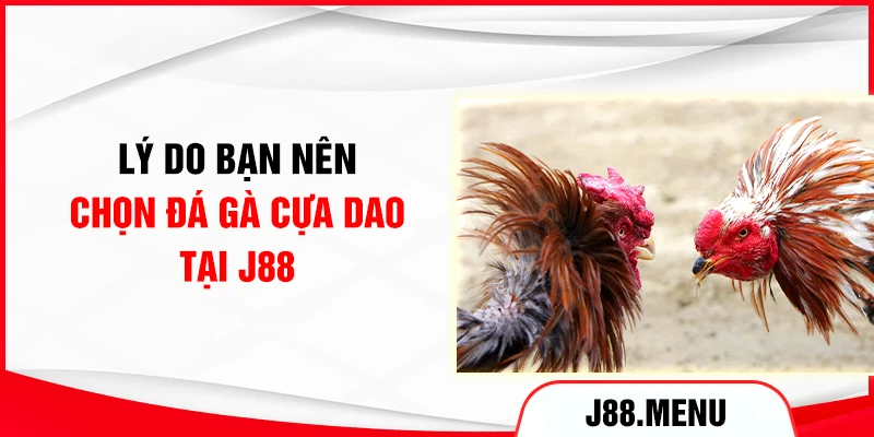 Lý do bạn nên chọn đá gà cựa dao tại J88