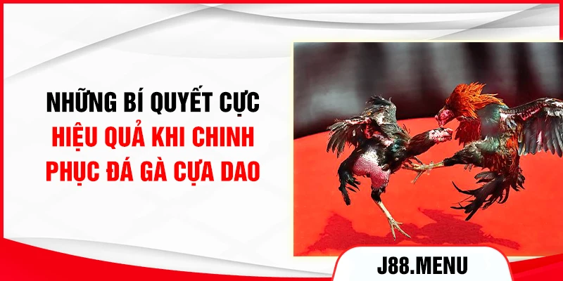 Những bí quyết cực hiệu quả khi chinh phục đá gà cựa dao